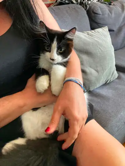 Magnifiques Chatons de 3 mois, View more
