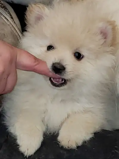 Beautiful Pomeranian pups looking for loving homes, View more