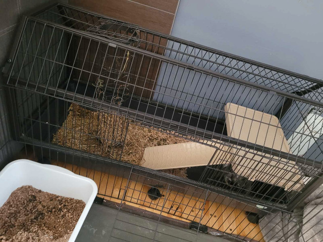 Lapin belier + cage dans Autres animaux à adopter  à Lanaudière - Image 3