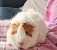 Two Guinea Pigs free