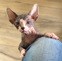 Male Sphynx Kitten - Last One Ready to Go Home