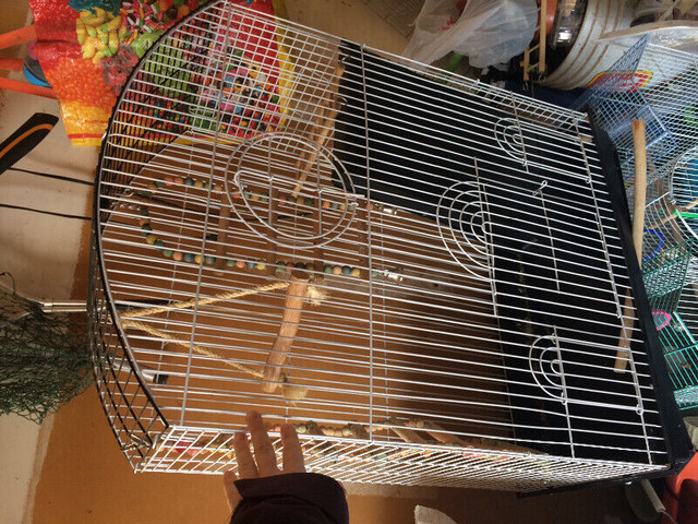 Large bird cages in Birds for Rehoming in Kitchener / Waterloo - Image 2