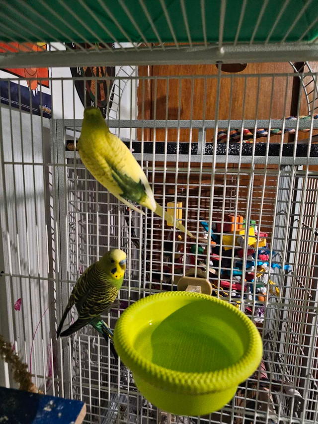 Budgies for sale !! in Birds for Rehoming in Trenton - Image 4