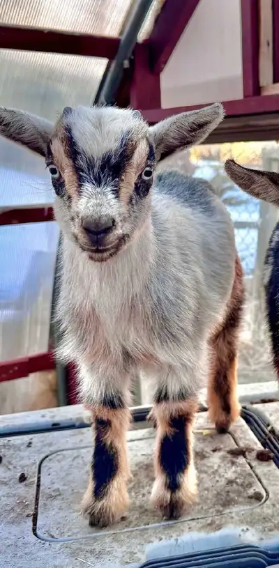 Born March 1st, eating hay, enjoys goat minerals and smart enough to lick up baking soda. Dewormed A...