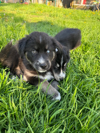 Goberian puppies for sale