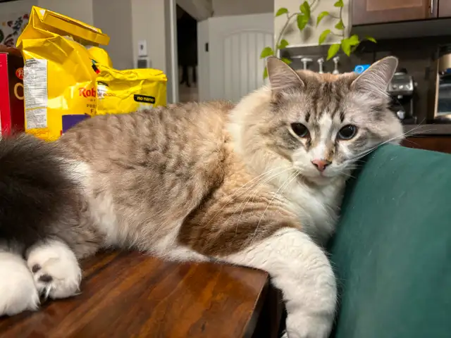 Cat for rehoming