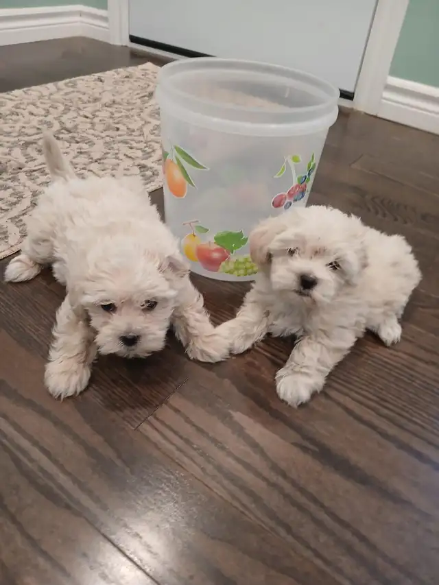 Very Cute Shih tzu mix ready to go to a new home! in Dogs & Puppies for Rehoming in City of Toronto - Image 6