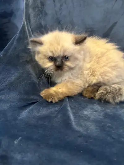 Pure breed Himalayan kittens , View more