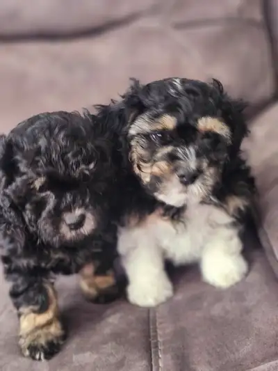 SHIH POO PUPPIES, View more