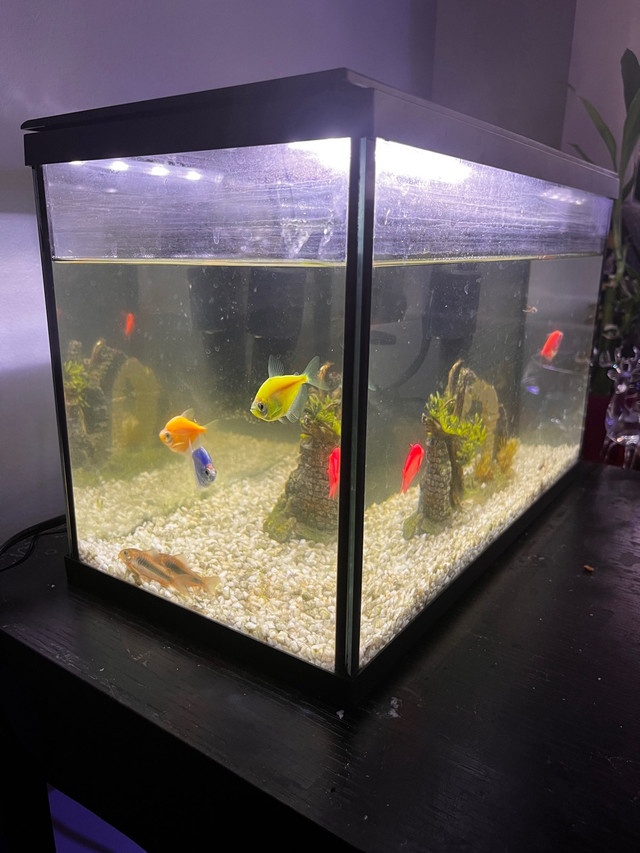 Marina 5 gallon aquarium dans Animaux de ferme  à Ville de Montréal