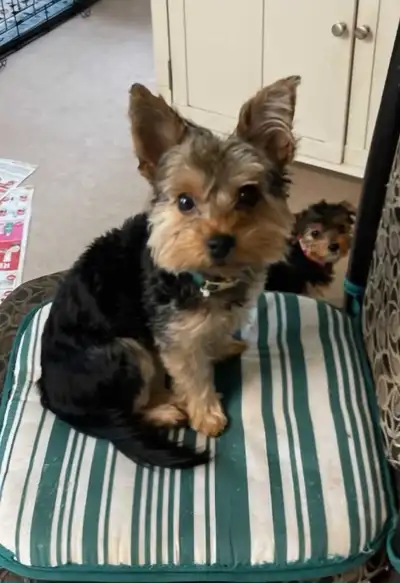 Yorkshire Terrier Puppies , View more