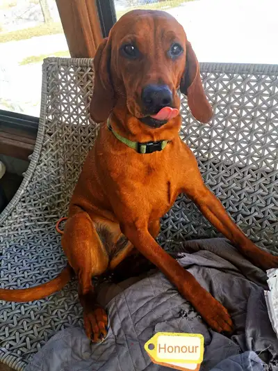 Two young redbone coonhound puppies, View more