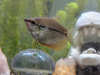 Plants and Gourami must go