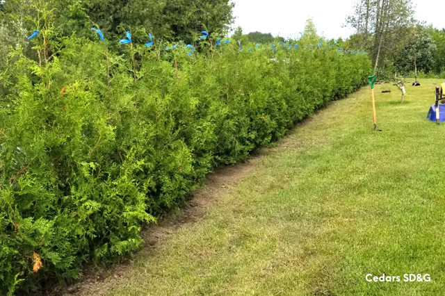 Farm Grown Cedars / Privacy Hedge / Cultivated White Cedar Trees in Plants, Fertilizer & Soil in Kingston - Image 3