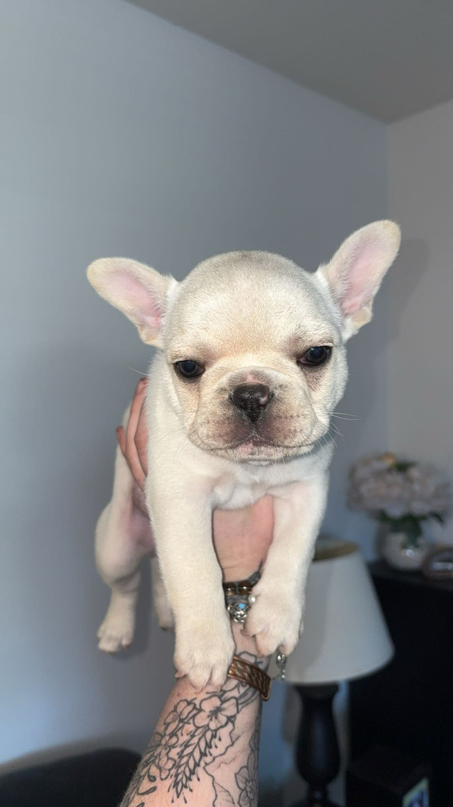 Frenchie puppy in Dogs & Puppies for Rehoming in Kamloops - Image 2
