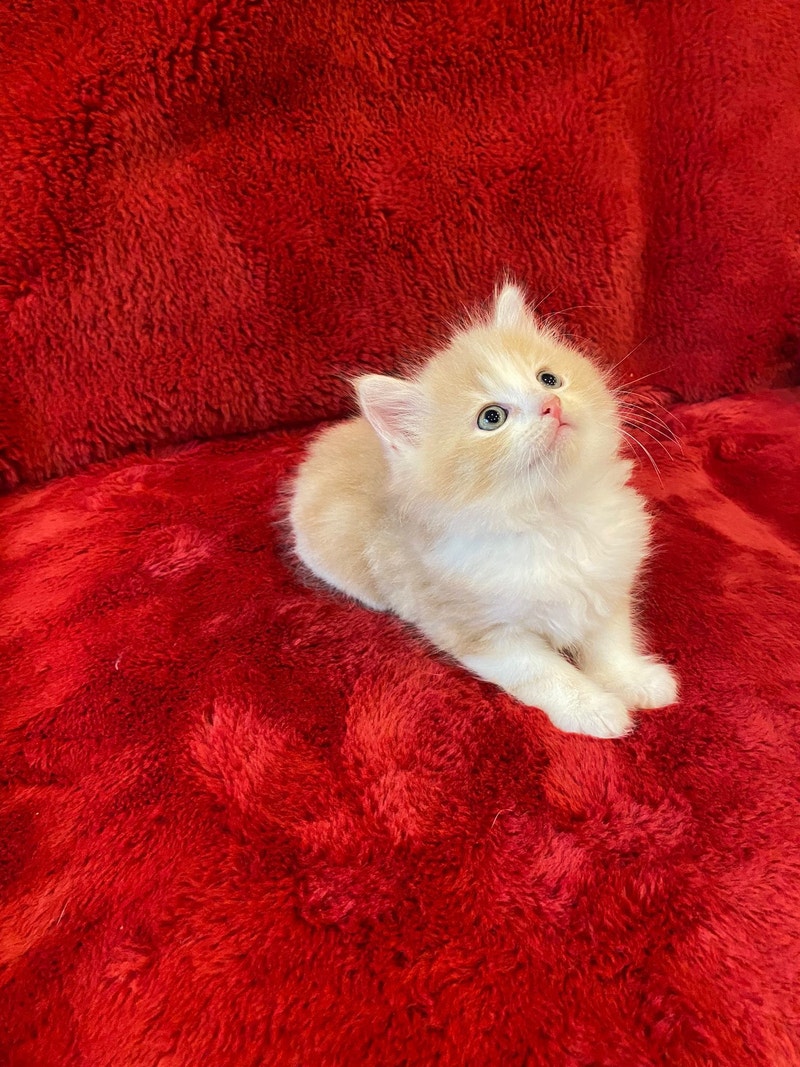 5 kittens Ragdoll Tiurkish Van mix Cats & Kittens for Rehoming Oakville / Halton Region Kijiji