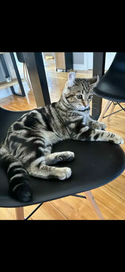 Chat highland lynx, Voir plus