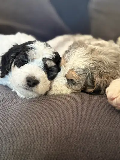 Stunning Breeder’s Pick, View more