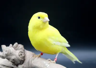 CANARIS M/F DISPONIBLES, View more