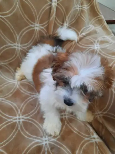 Shih Tzu puppies, View more