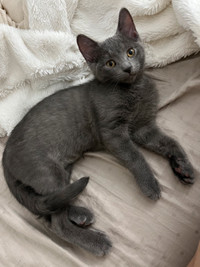 Purebred Russian Blues