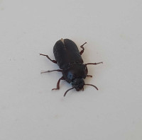 Mealworm beetles! +Pupae