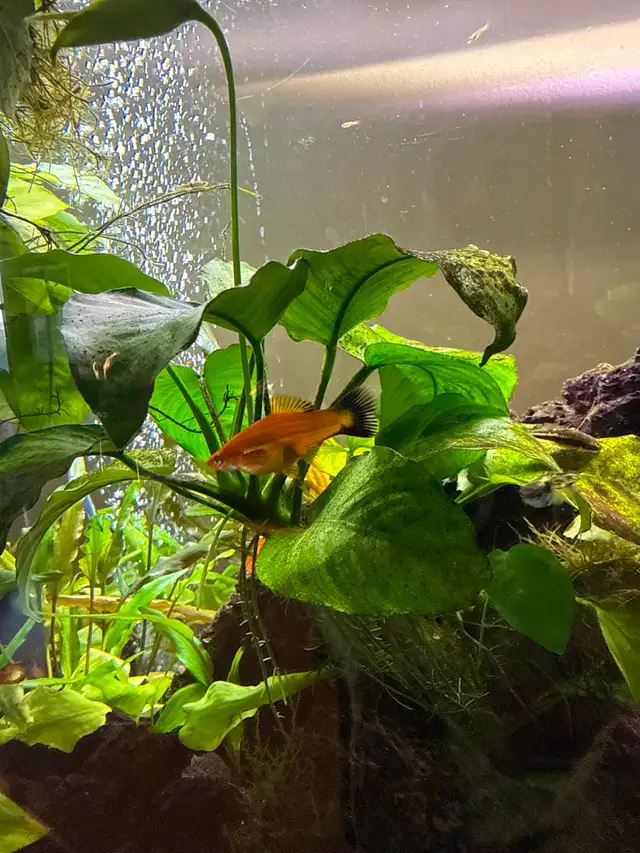 Swordtail breeding pair in Fish for Rehoming in Calgary - Image 4