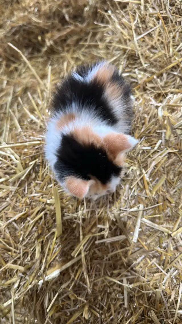 Tri colour kitten! Ready to go!