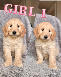 Mini Goldendoodle Puppies available! F1B. 2 boys and 3 girls 