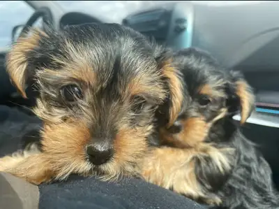 Yorkshire Terriers, View more