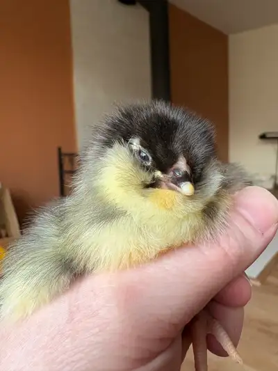 Olive & rainbow heritage breed chicks, View more