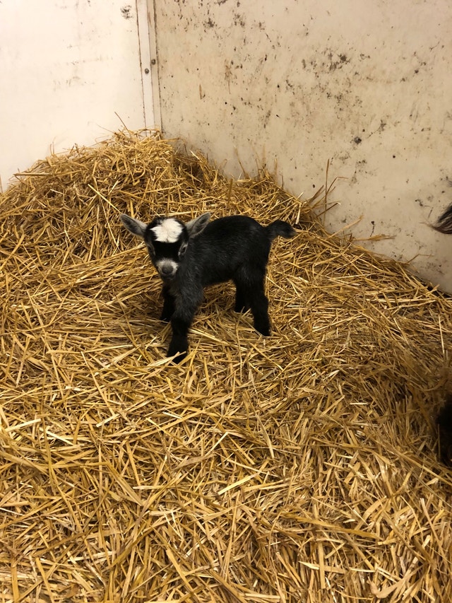 West African Pygmy goats Livestock Winnipeg Kijiji
