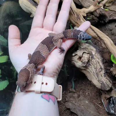 ADOPTABLE: Walnut the Fat Tail Gecko, View more
