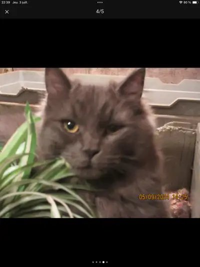 chat semi-persan, View more