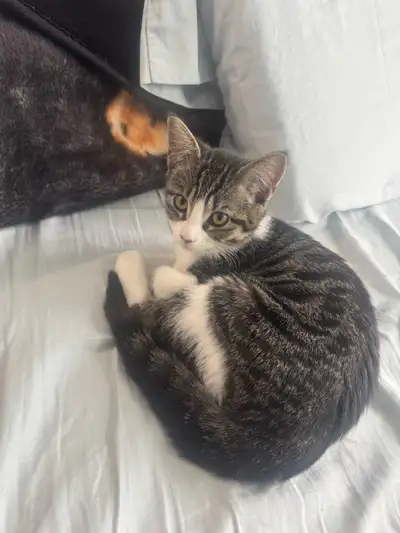 Urgent: short hair tabby, View more