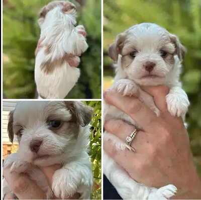 Teady bear    Pom/chi/Shih Tzu, View more