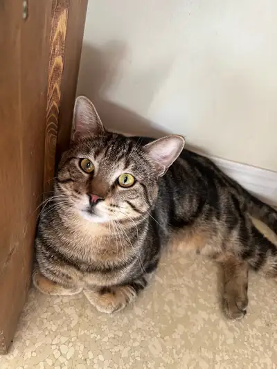 sweet male cat, View more