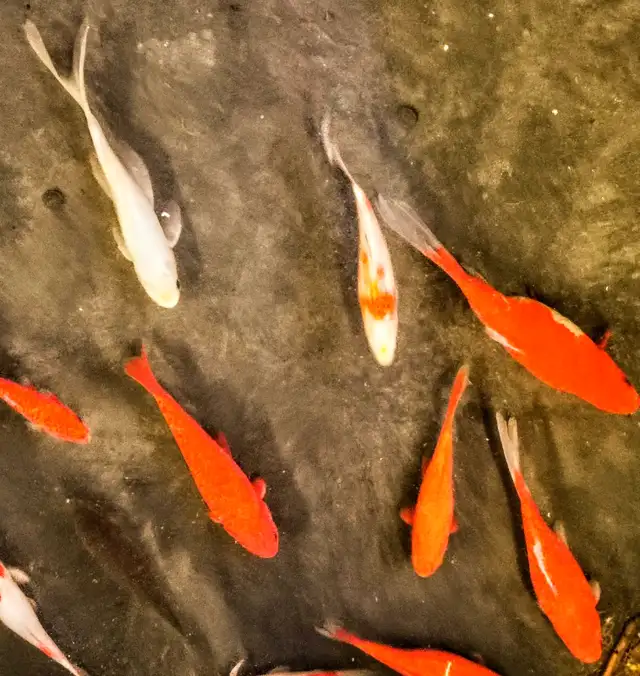 Premium Pond-Raised Large Comets in Fish for Rehoming in Napanee - Image 3