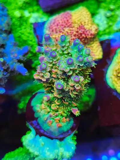 JF homewrecker frags, View more