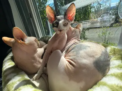 Sphynx kitten, View more