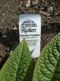 Common Comfrey Plants (Herbs)