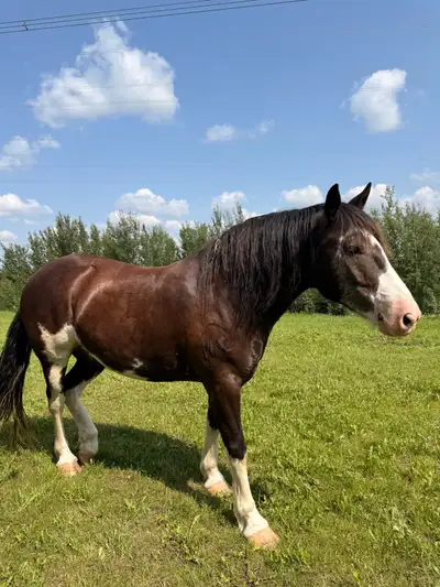 8 year old Clyde x quarter horse 15hh, View more