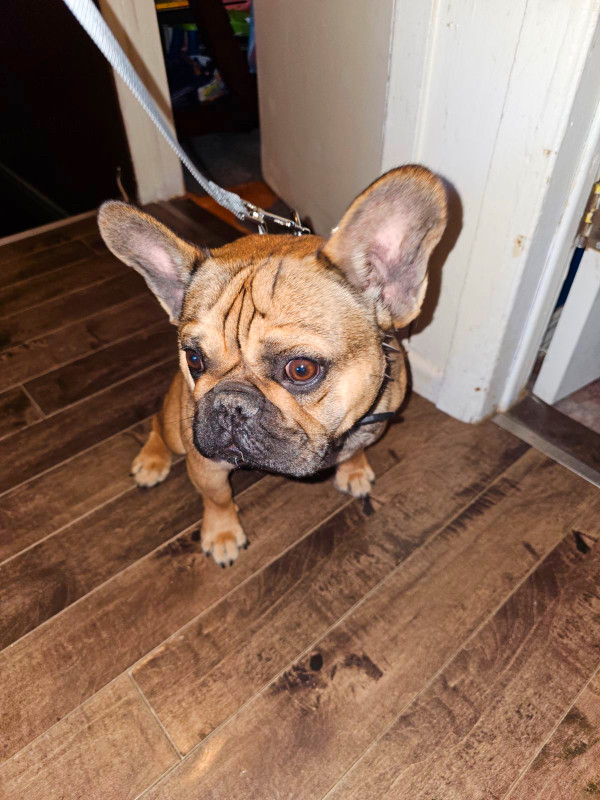 French bulldog puppy in Dogs & Puppies for Rehoming in Dartmouth