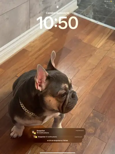 Beau mâle de bientôt 2 ans pas castrer super propre à 100 % écoute super bien peut être lousse dans...
