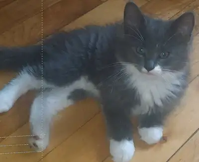 Beautiful kittens for a loving home, View more