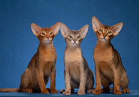 Abyssinian kittens Top Quality TICA registred