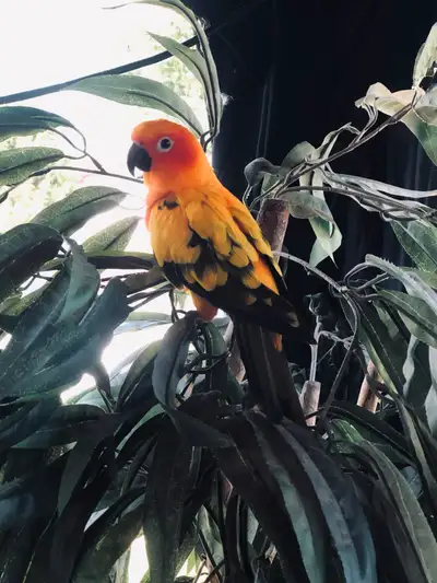 conure soleil, View more