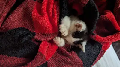 kittens looking for foster, Voir plus