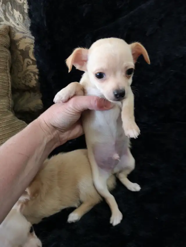 ❤️ VALENTYNE ENTERPRISE ❤️ CHIHUAHUA PUPPYS READY NOW 7059303541 in Dogs & Puppies for Rehoming in Ottawa - Image 4