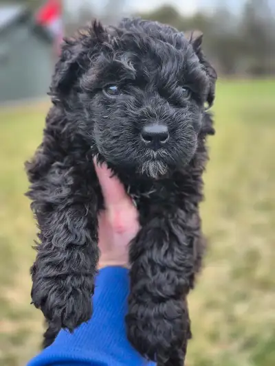 Hypoallergenic & Non-Shedding! Now ready for there new homes at 11 weeks old. Only 2 puppies left. W...